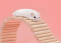 animal ladder