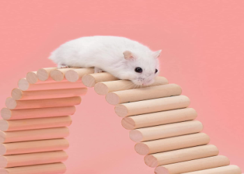 animal ladder