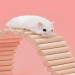 animal ladder