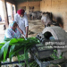 Balbir Singh Bhamara: Easy guide to his life and career