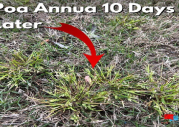 Get Rid of Last Tear Poa: Top Tips from the Experts