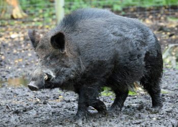 wild boar adopt me