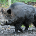 wild boar adopt me