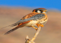 Falcons in Kansas:Your Easy Guide to These Amazing Birds.