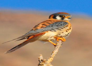 Falcons in Kansas:Your Easy Guide to These Amazing Birds.