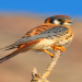Falcons in Kansas:Your Easy Guide to These Amazing Birds.