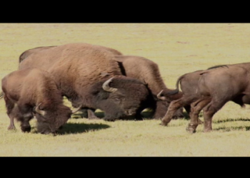 Bison Daily News: Your Quick Guide to Everything Bison!