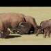 Bison Daily News: Your Quick Guide to Everything Bison!
