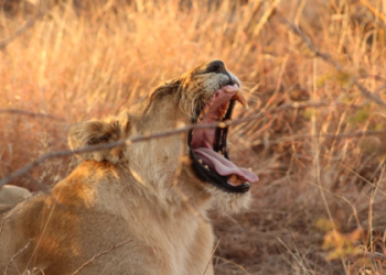 Solving the what lions use to hunt crossword puzzle? Here is the answer everyone is looking for!