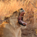 Solving the what lions use to hunt crossword puzzle? Here is the answer everyone is looking for!