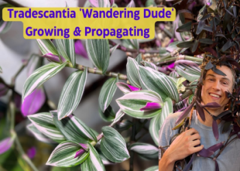 Jordan Plant Care: Easy Tips & Tricks (Indoor Growing Guide)
